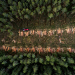 a tractor in a forest